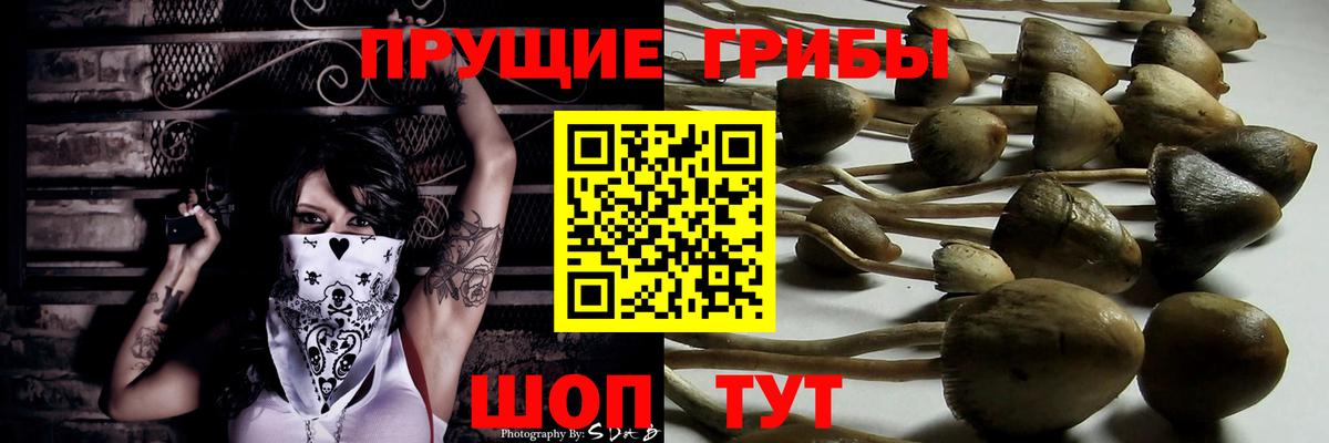 Галлюциногенные грибы Cubensis Краснознаменск